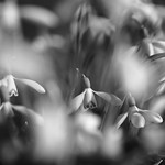 First spring - snowdrops