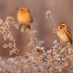 My Princesses - Le mie principesse