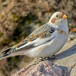 JWL0690 Snow Bunting...