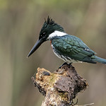 Amazon Kingfisher (Chloroceryle amazona)
