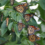 monarch migration