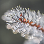 A very British Christmas...