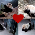 Tian Tian (I'm waiting for my special Valentine's Day Telebiscuit delivery from Mei. Nope, this ain't from my honey.) 2019-02-14 at 10.00.00&ndash;.03.01 AM