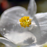 Shadows of stamens : My macro study with Begonia Semperflorens flowers from my balcony collection- IX