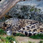 Pairi Daiza (30) - Have a nice Weekend!