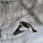 Plectrophane des neiges--Snow Bunting (Plectrophenax nivalis)