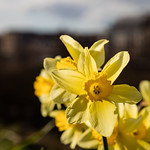 Edinburgh Daffodils in Spring March 2019-89