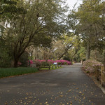 Airlie Gardens Azalea 2018 Festival Prep