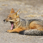 Zorro Culpeo (Lycalopex culpaeus)