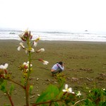 sarah california morning