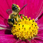 Leaf-Cutter Bee (Barry's)