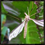 Tipula/Crane Fly