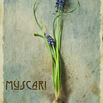Muscari