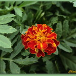 Marigold