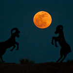 Rams think the moon is a toy. Super moon in Borrego Springs.