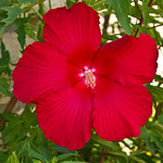Saucer-sized hibiscus
