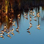 Black Necked Stilt-Mirror Image