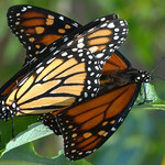 Mating Monarchs
