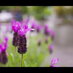 Lavender along a Damp City Street
