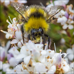 Hairy Hebe Collector