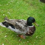 Duck