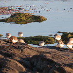 Ruddy Turnstone (Arenaria interpres), Ringed Plover (Charadrius hiaticula) and Sanderlings (Calidris alba).