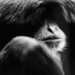 Looks More Like the Beatles Than the Monkees