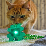 Happy ST. Patrick's Day!