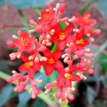 Buddha Belly (Jatropha podagrica)