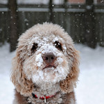 Snow dog