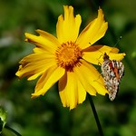 Painted Lady on Sunflower - Wesetern Himalayas