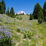 Timberline - Meadows 8-15-16