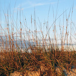 Seagrass at Sunrise with Moon
