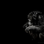 Low Key Chimp - Active