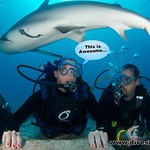 Shark Dive Sint Maarten