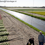 Bollenvelden in bloei - 1565