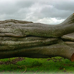 fallen fallen is the great old man of the woods