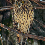 Short eared owl ♀- gufo di palude