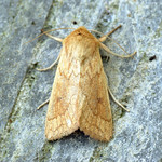 [2195] The Delicate (Mythimna vitellina)