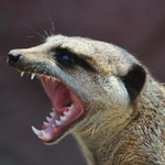 Meerkat