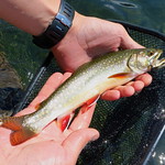 Goat Lake Trout