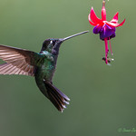 Magnificent Hummingbird - Male-0029 (Eugenes fulgens)