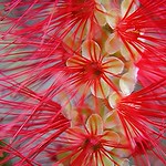 Geometry of a shiny red Bottlebrush