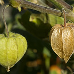 Physalis