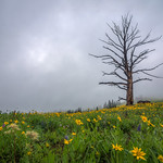 Barren and Bountiful