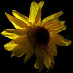 Variations on a theme / Variazione sul tema