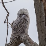 Snowy Owl perched