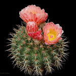 Parodia mammulosa (In Explore)