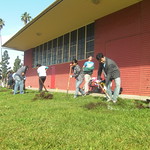 Fruit Tree Distribution 2013