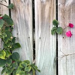 Weathered Wood Fence